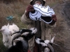 Being attacked by goats in the Ukraine. Note that no animals were hurt during the process.